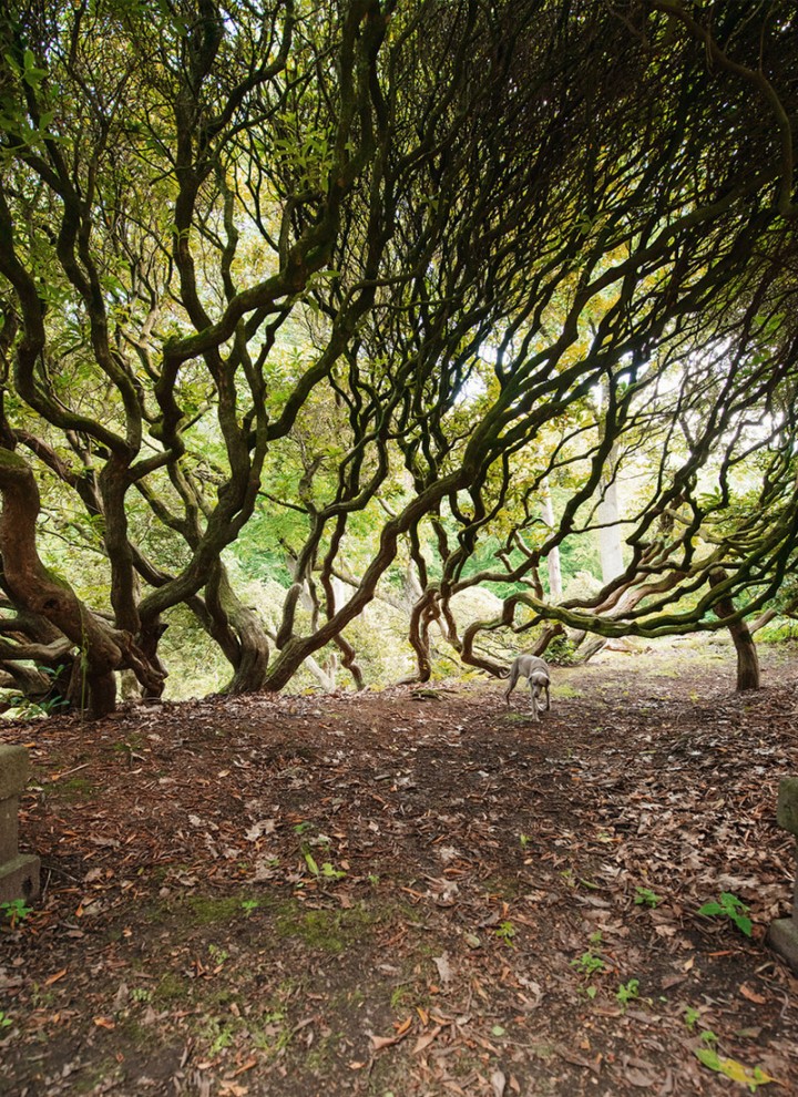 WAI Park / Rhododendren (WAI ©️ Kai-Uwe Gundlach) WAI Park / Rhododendren (WAI ©️ Kai-Uwe Gundlach)