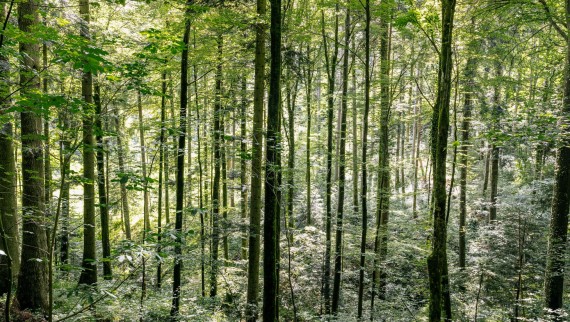 Reinigung mit Wasser – so hilft Geberit AquaClean Holz zu sparen Reinigung mit Wasser – so hilft Geberit AquaClean Holz zu sparen