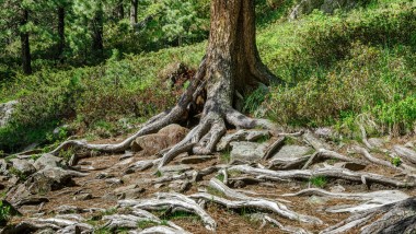 Reinigung mit Wasser – so hilft Geberit AquaClean Holz zu sparen