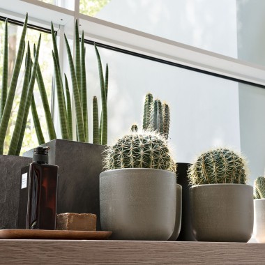 Verschiedene Pflanzen stehen auf einem Fensterbrett Verschiedene Pflanzen stehen auf einem Fensterbrett