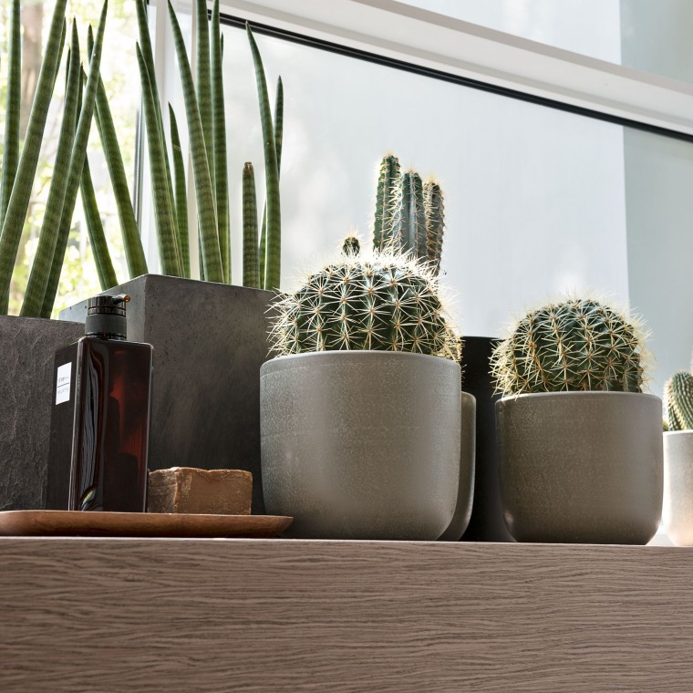 Verschiedene Pflanzen stehen auf einem Fensterbrett