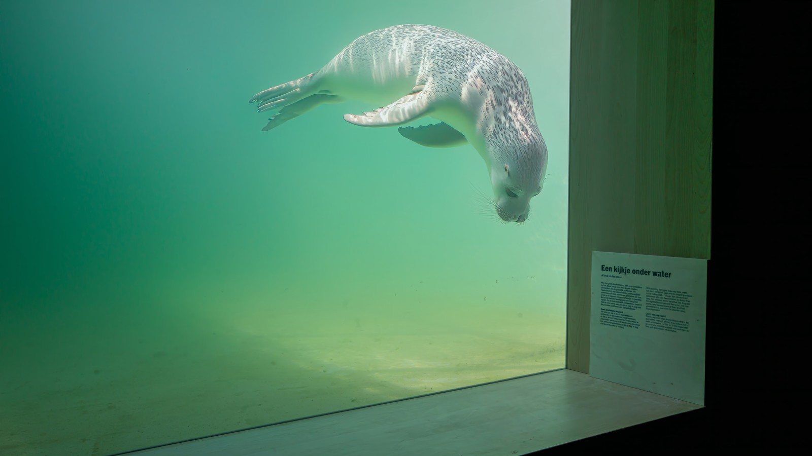 Verletzte oder kranke Tiere sollten so schnell wie möglich wieder in die Wildnis zurückschwimmen können (© Tjeerd Visser) Verletzte oder kranke Tiere sollten so schnell wie möglich wieder in die Wildnis zurückschwimmen können (© Tjeerd Visser)