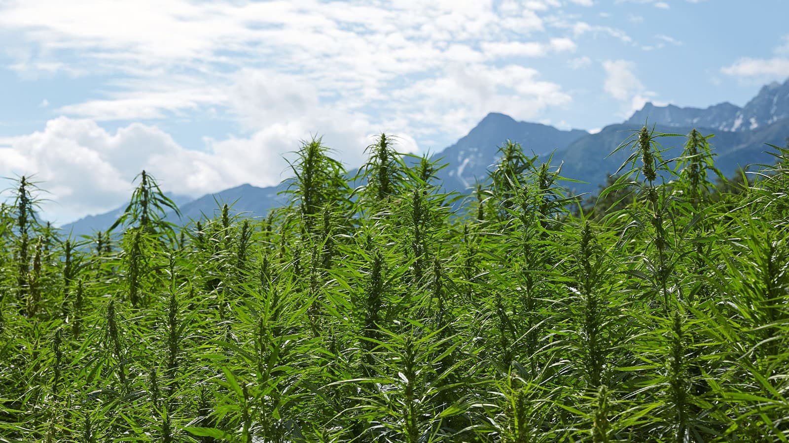 Hanfplantage in Südtirol Hanfplantage in Südtirol